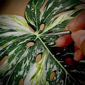 <予約販売> Platycerium willinckii｜Leather Botanical Collection｜SISHICRAFT × tokyoplants｜日本初展開