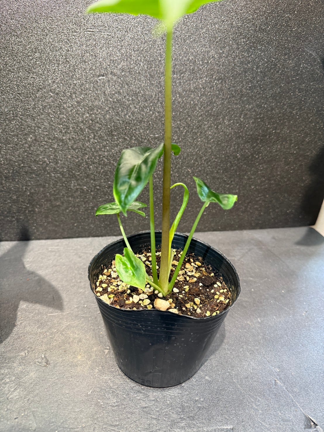 アロカシア・ロンギロバ 4号 | 観葉植物と雑貨のお店 VIVAGREEN