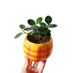 パンダガジュマル