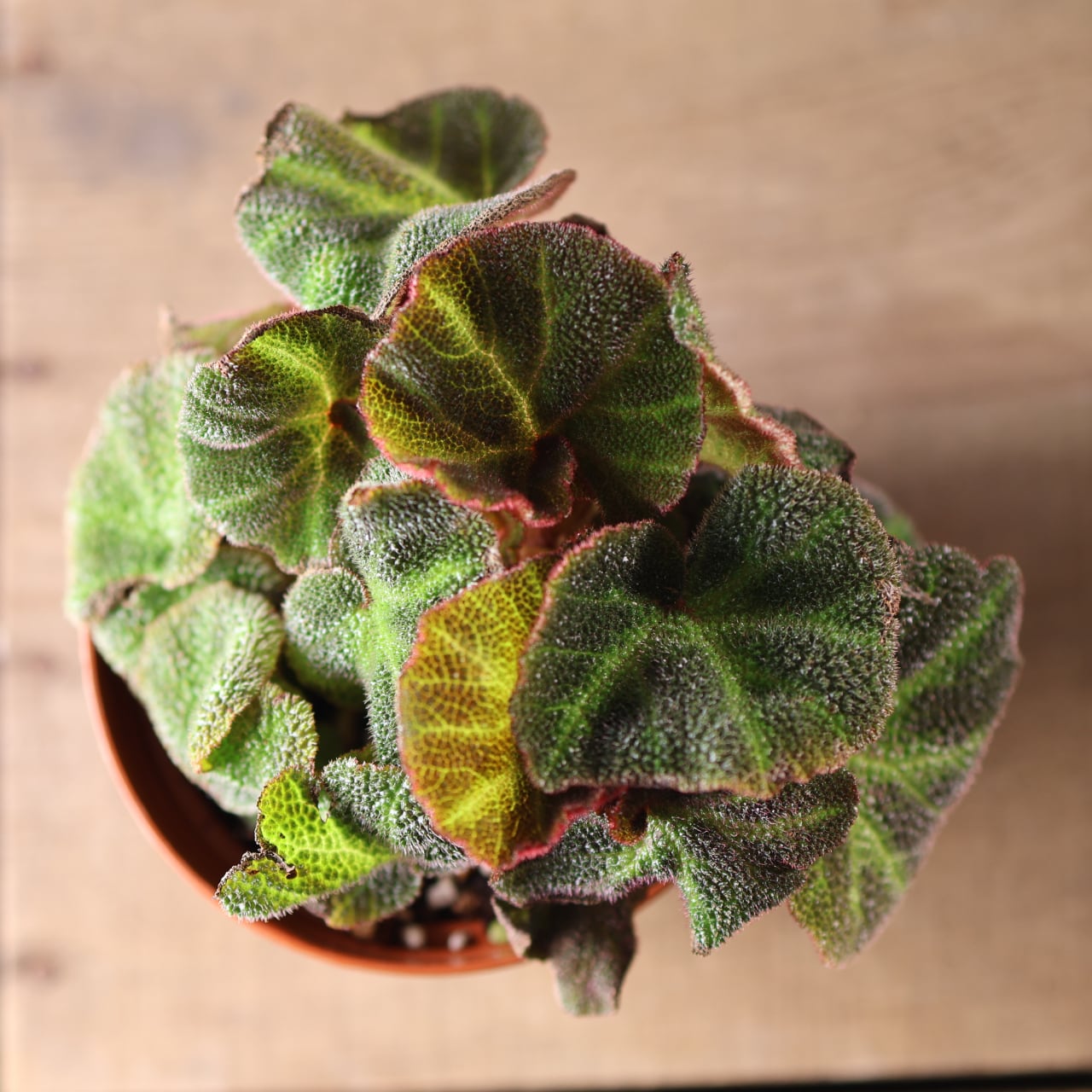 574『ベゴニア ソリムタータ』観葉植物【送料無料】 | MARX PLANTS