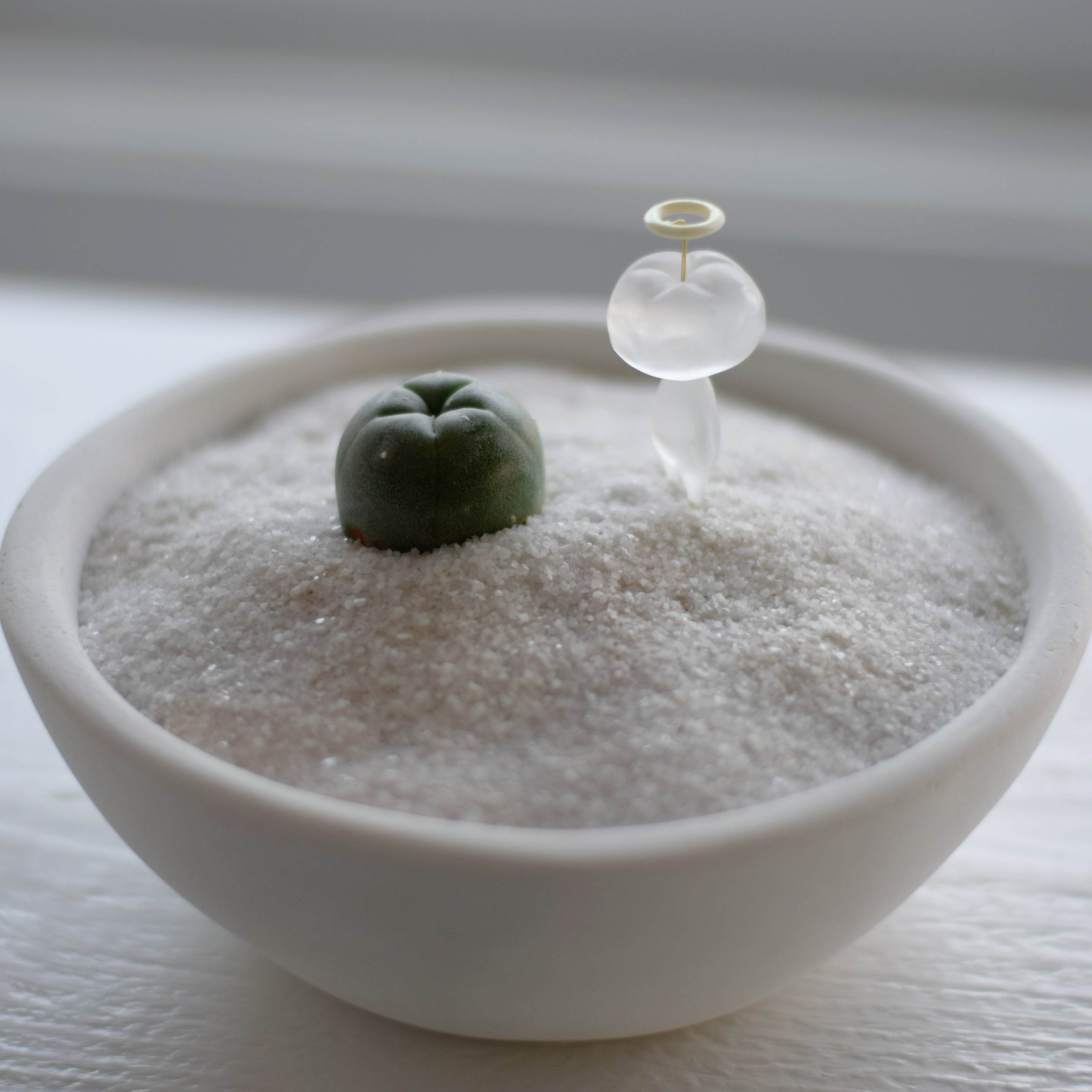 サボテンとサボ天使（baby) | echidna