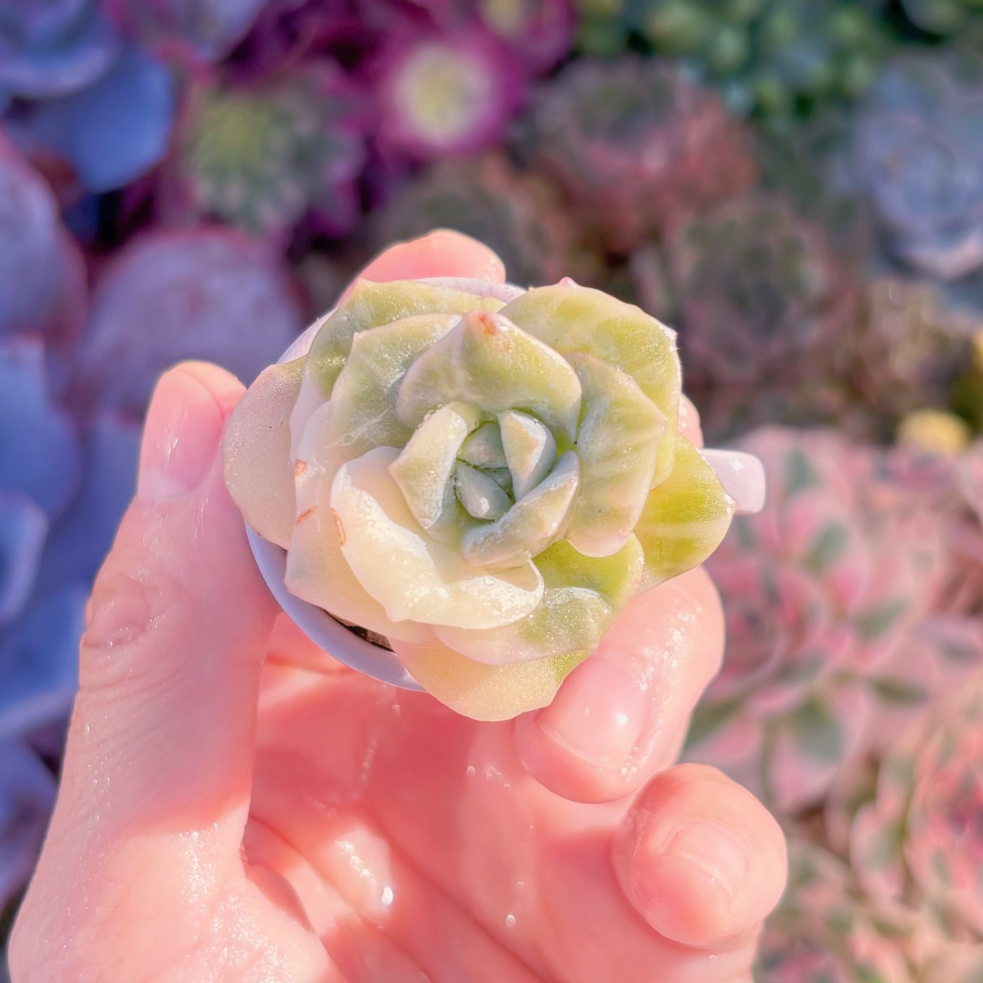 現品　ラブリーローズ錦(白斑)#768　るる農園