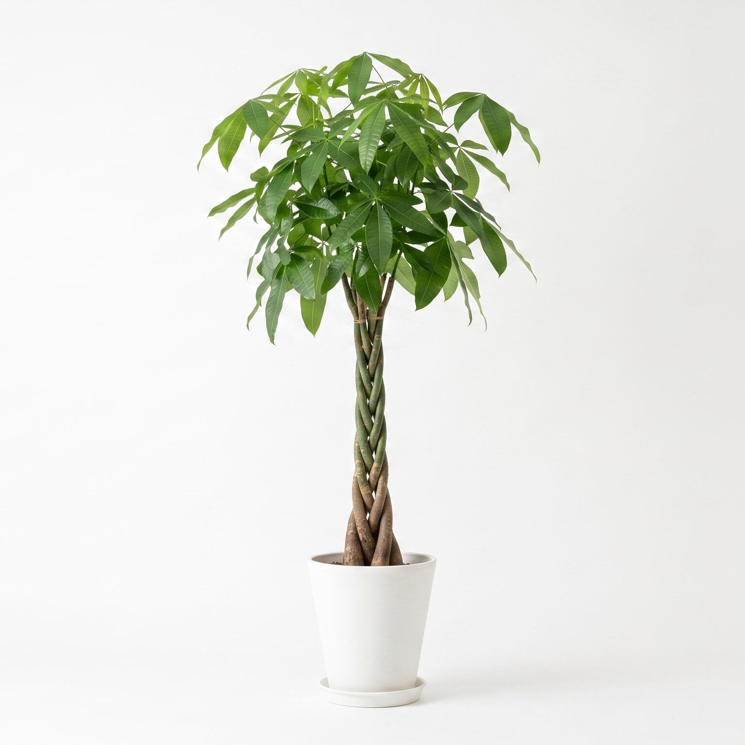 観葉植物 「パキラ」編み込み 陶器鉢 10号 33,000円（税別）お祝い