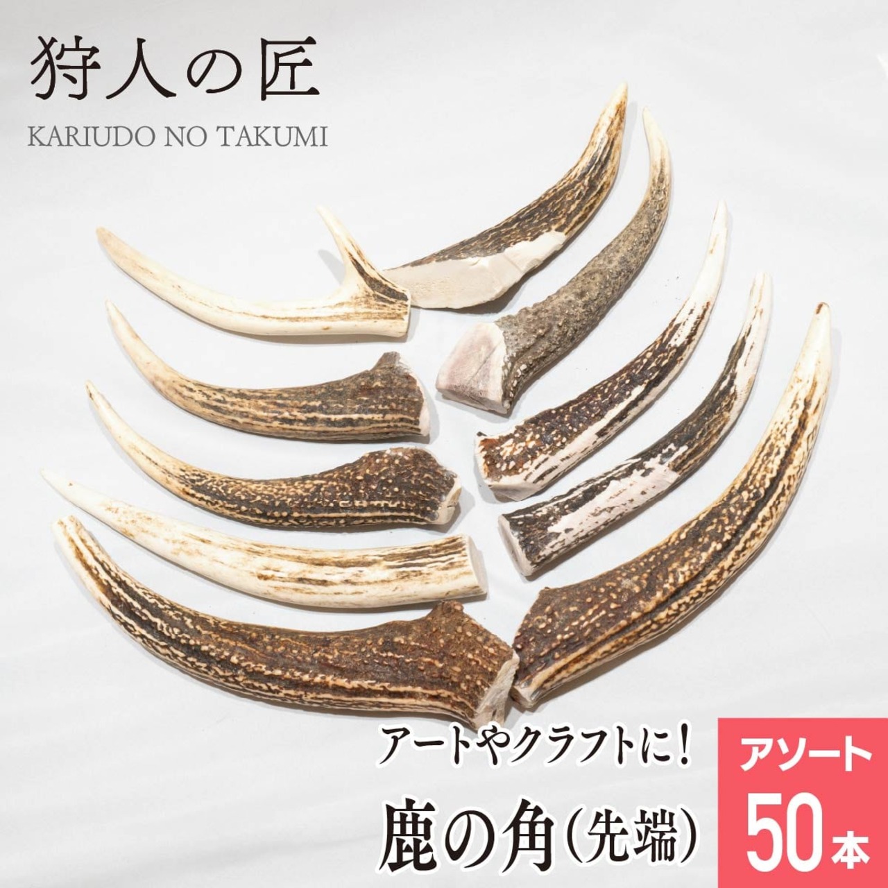 【送料無料】【北海道稚内産】エゾ鹿の角・先端（アソート50本）