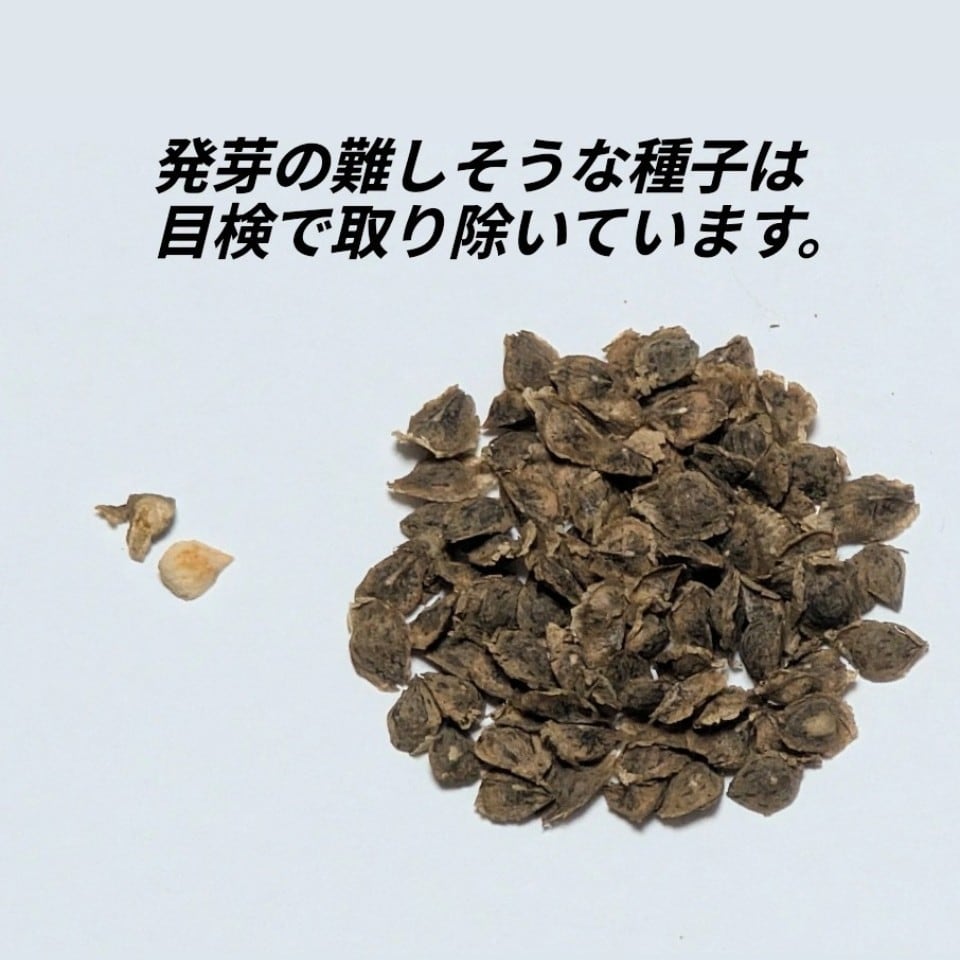 種子】[2026.05入荷] ボスウェリア・アスプレニフォリア(Boswellia