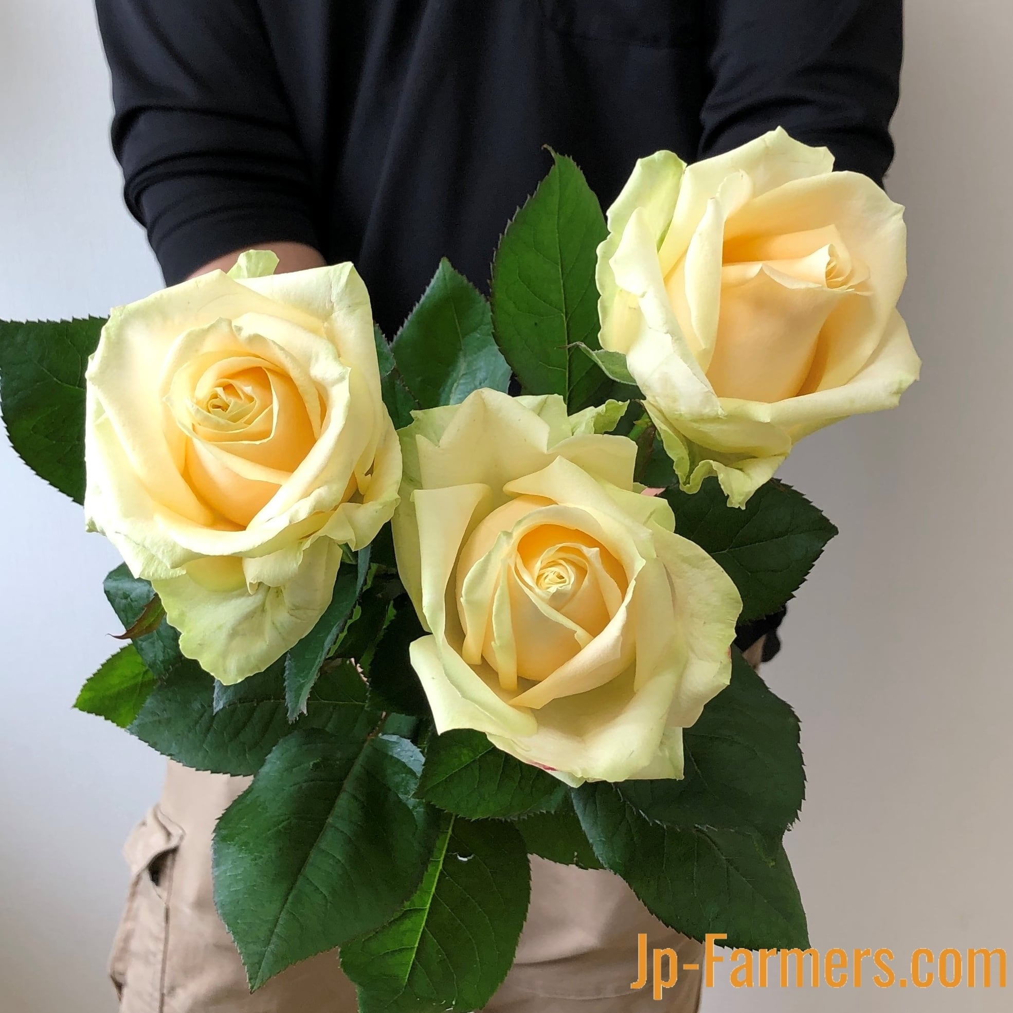 神田ばら園 10本 ☆バラ品種名： ピーチアバランチェ | 新鮮お花問屋