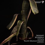【送料無料】Billbergia vittata 'Ralph Graham French'〔ビルベルギア〕現品発送B0069