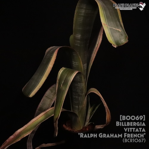 【送料無料】Billbergia vittata 'Ralph Graham French'〔ビルベルギア〕現品発送B0069