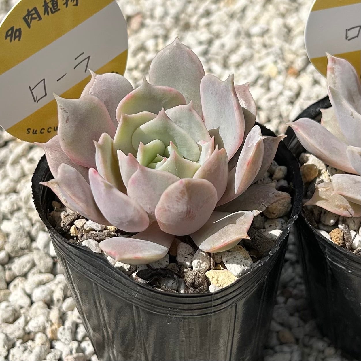 ルビーティント 3カット 多肉植物 | Succulent 花うらら 〜多肉植物