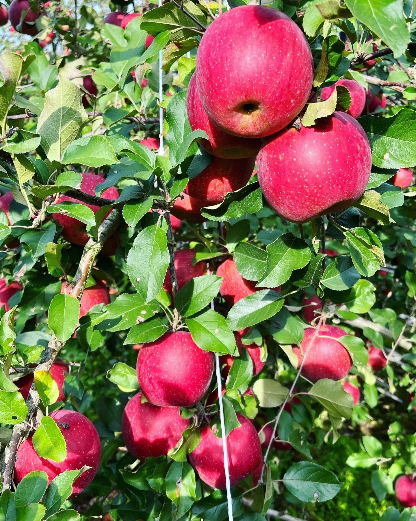 シナノゴールド＆葉取らずコスモふじ家庭用　2kg