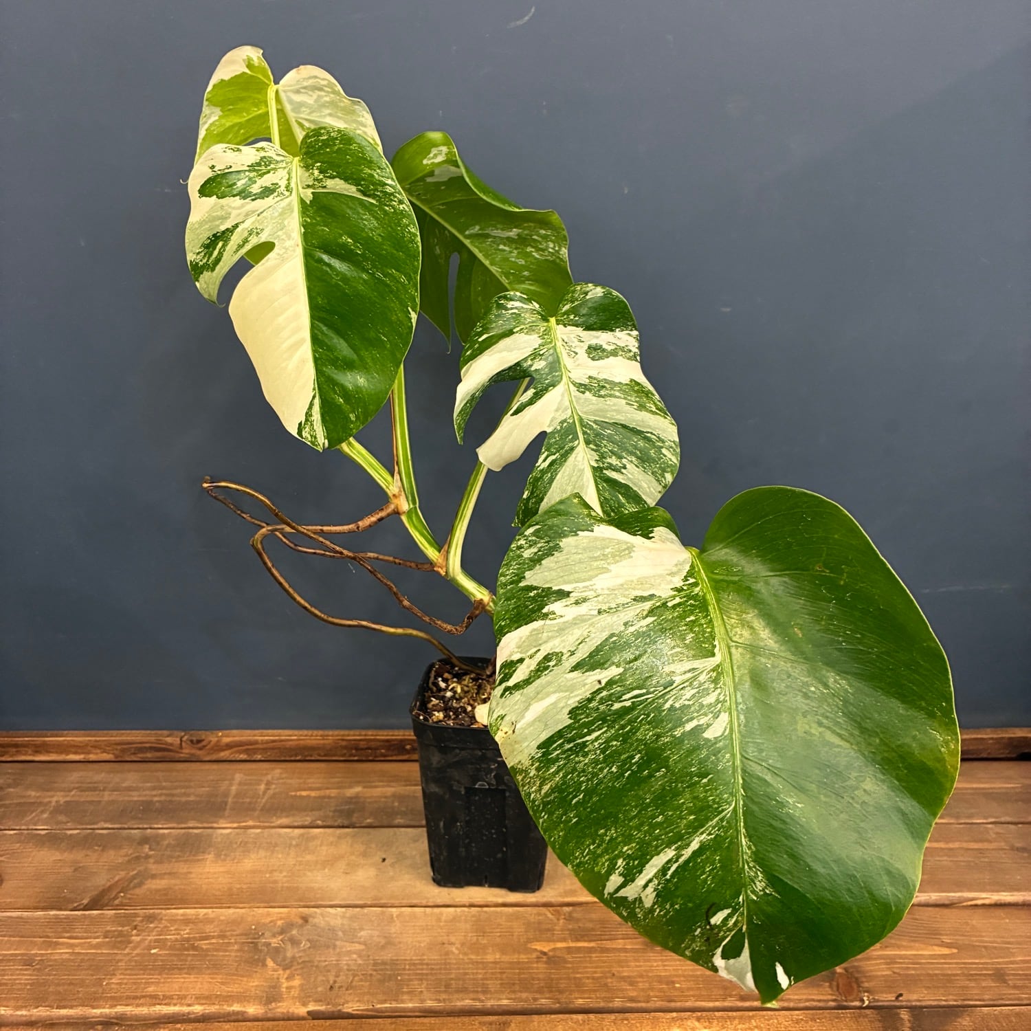 PROTOLEAF プロトリーフ