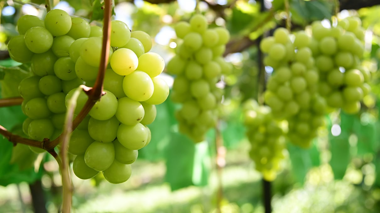 FARMセレクト 予約注文｜朝採り新鮮！ 産地直送 山梨県産 シャイン