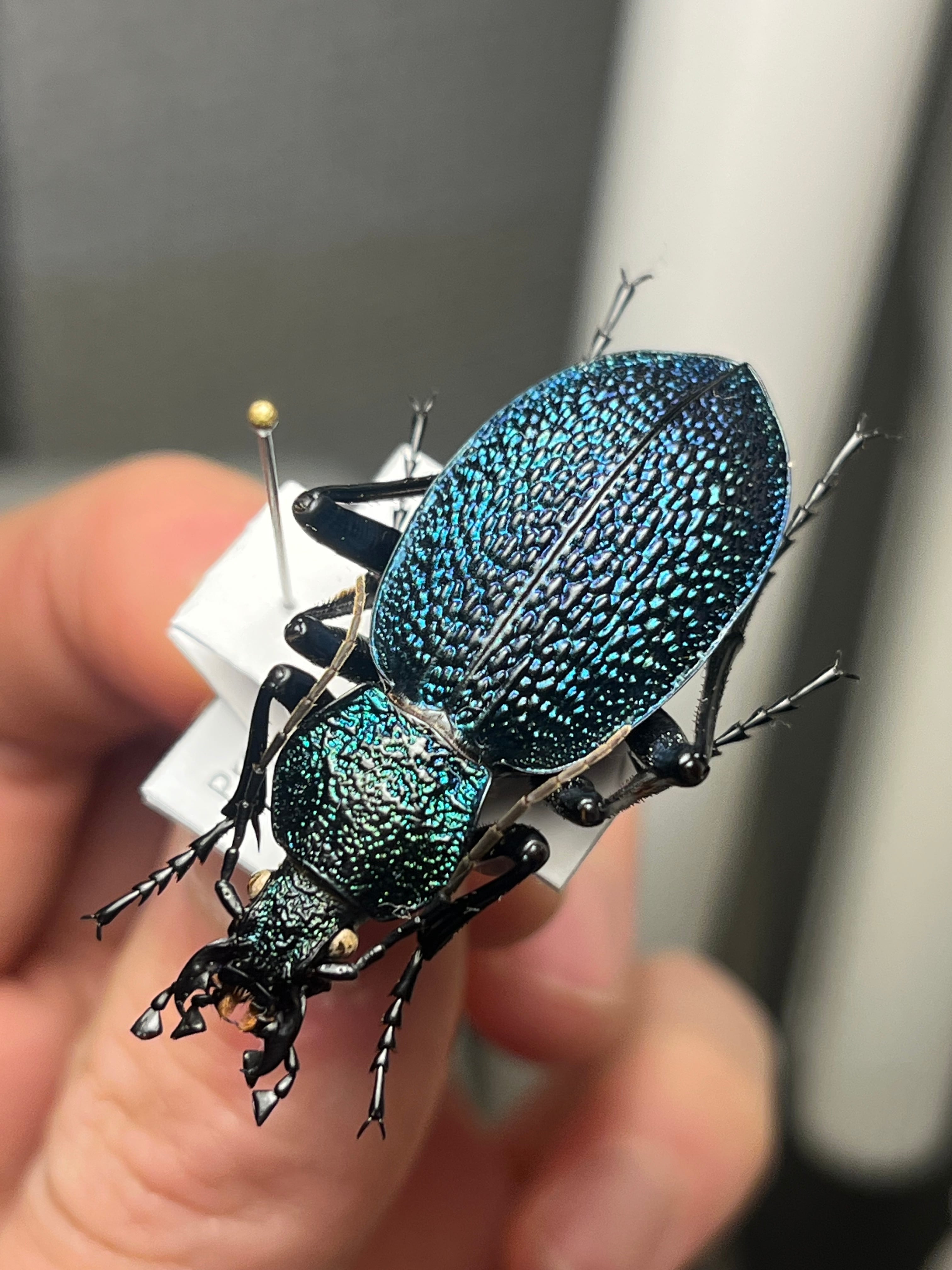 31mm】ヴィクトリナウグイスコガネ プラチナコガネ 標本 カナブン