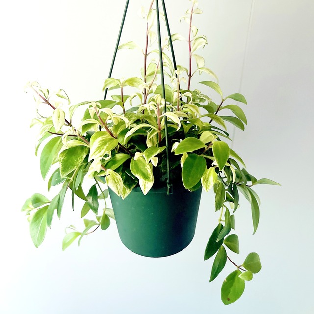 【春の限定】エスキナンサス2種セット｜特別価格 送料無料