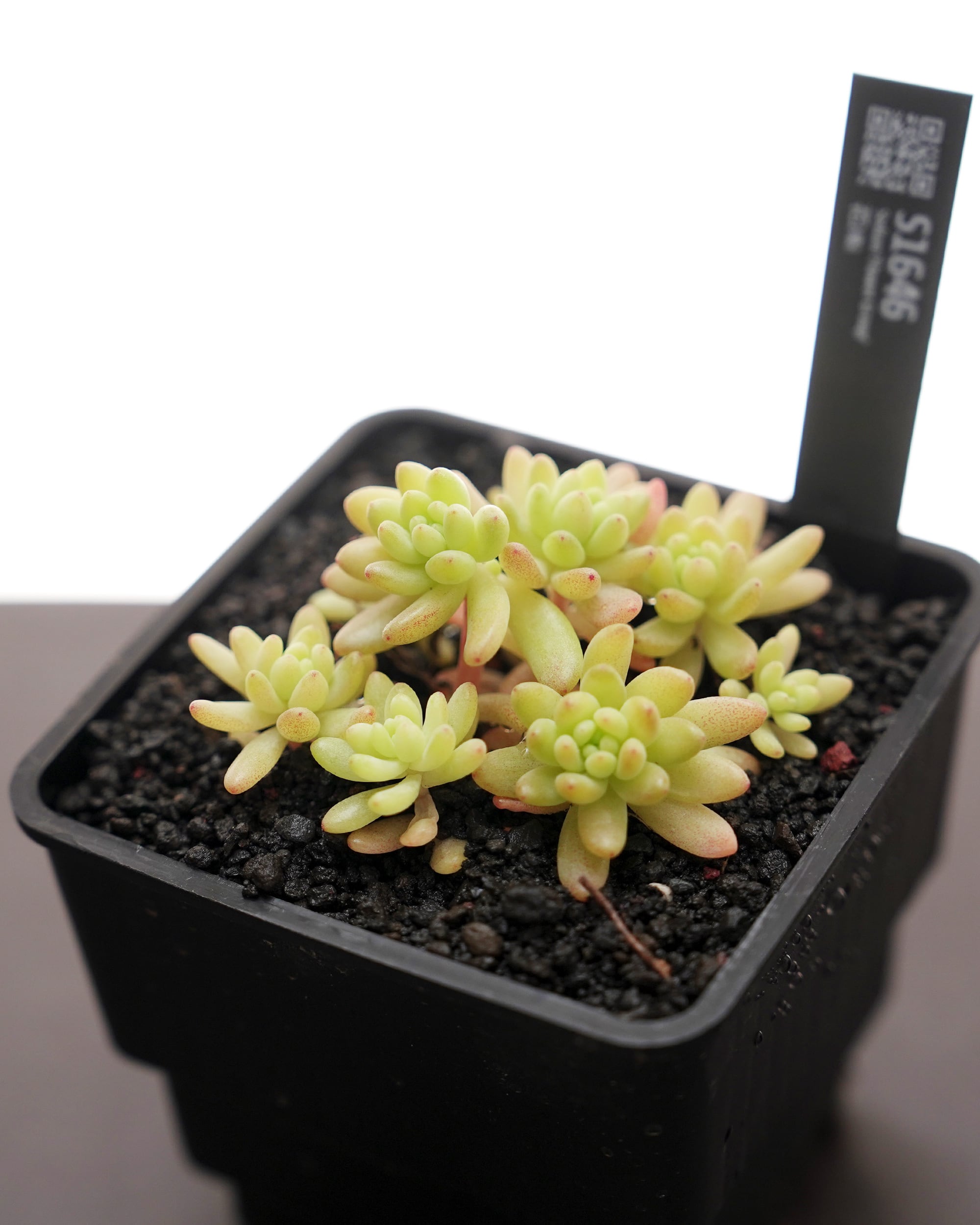抜き苗 セダム 花団錦 Sedum 'Flower Group' | PUKUBOOK SUCCULENTS