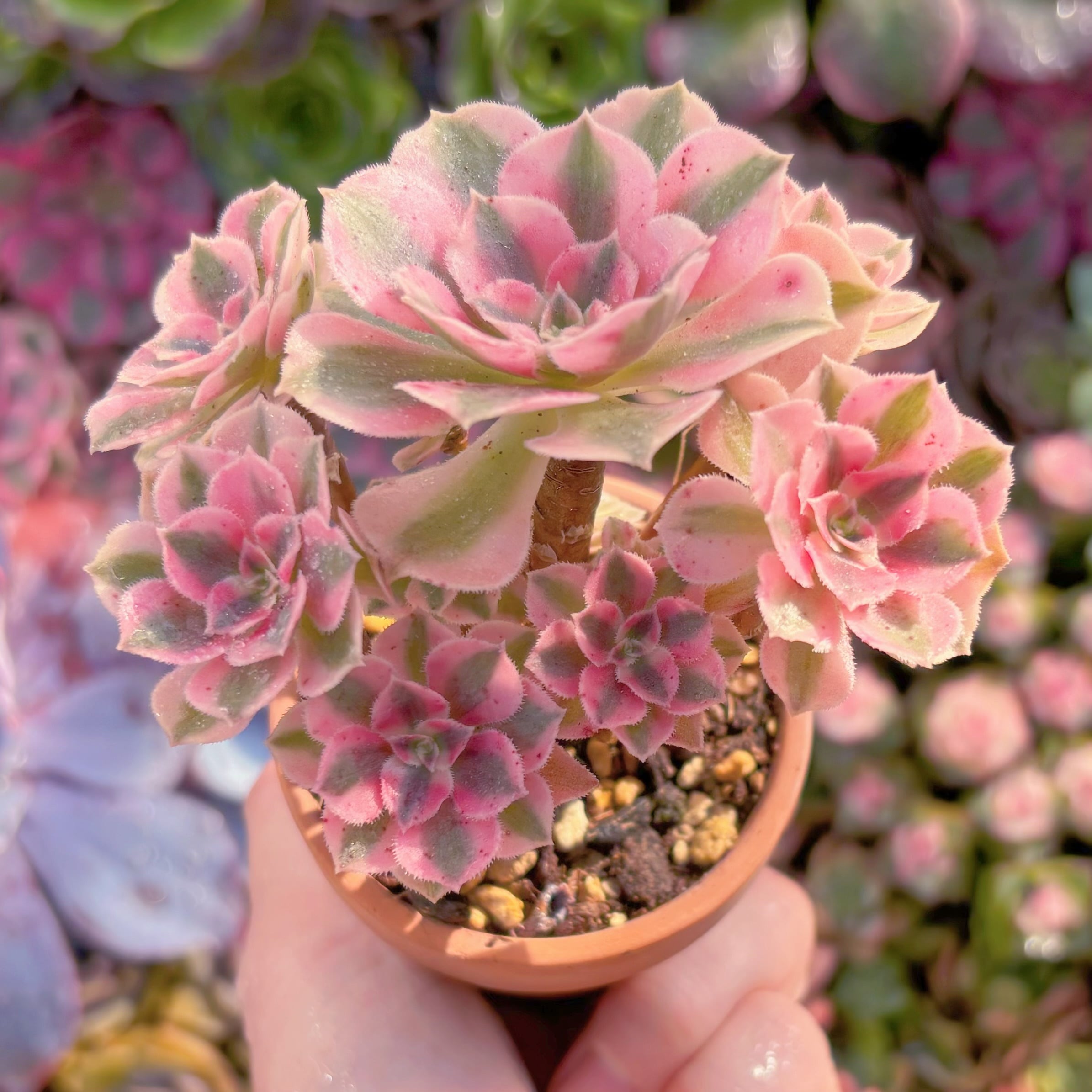 現品　アフラダイティ#K044　群生　るる農園