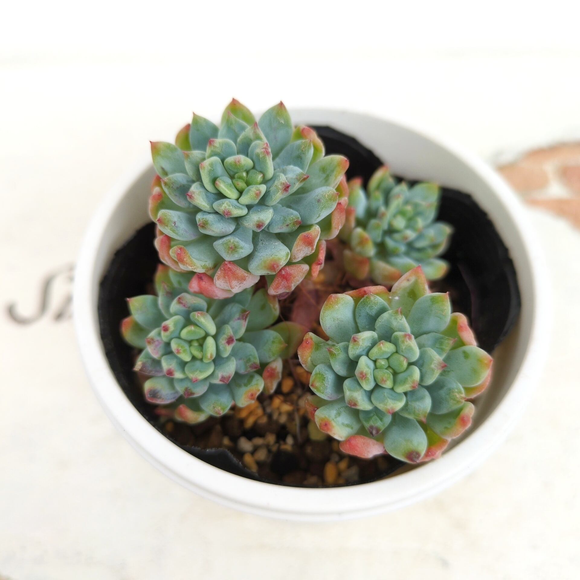 SOLD OUT 】◇085 ブルームーンストーン 多肉通販 単品ネコポス発送