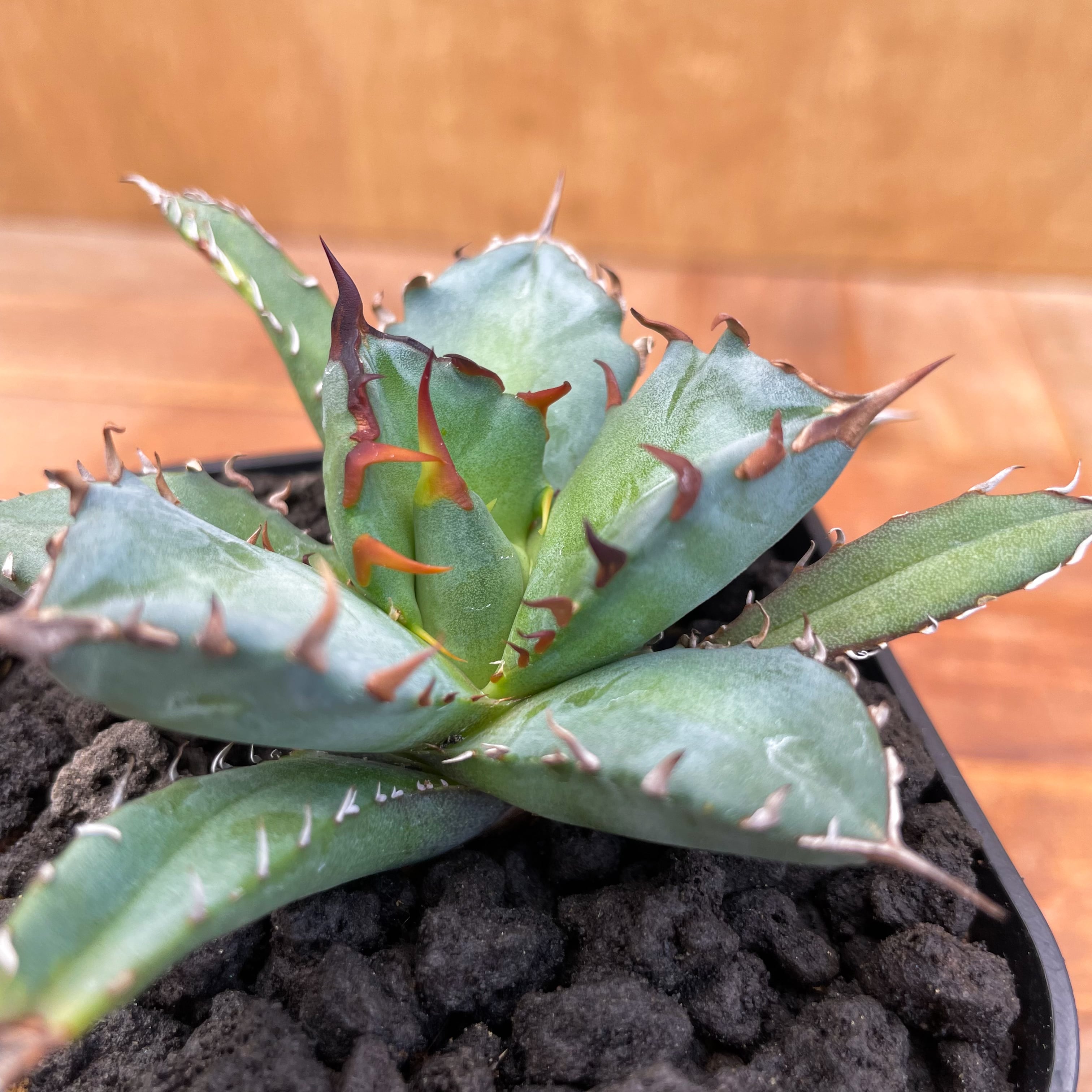 Agave titanota No,1【アガベ・チタノタ・農大No,1】 | RIMO