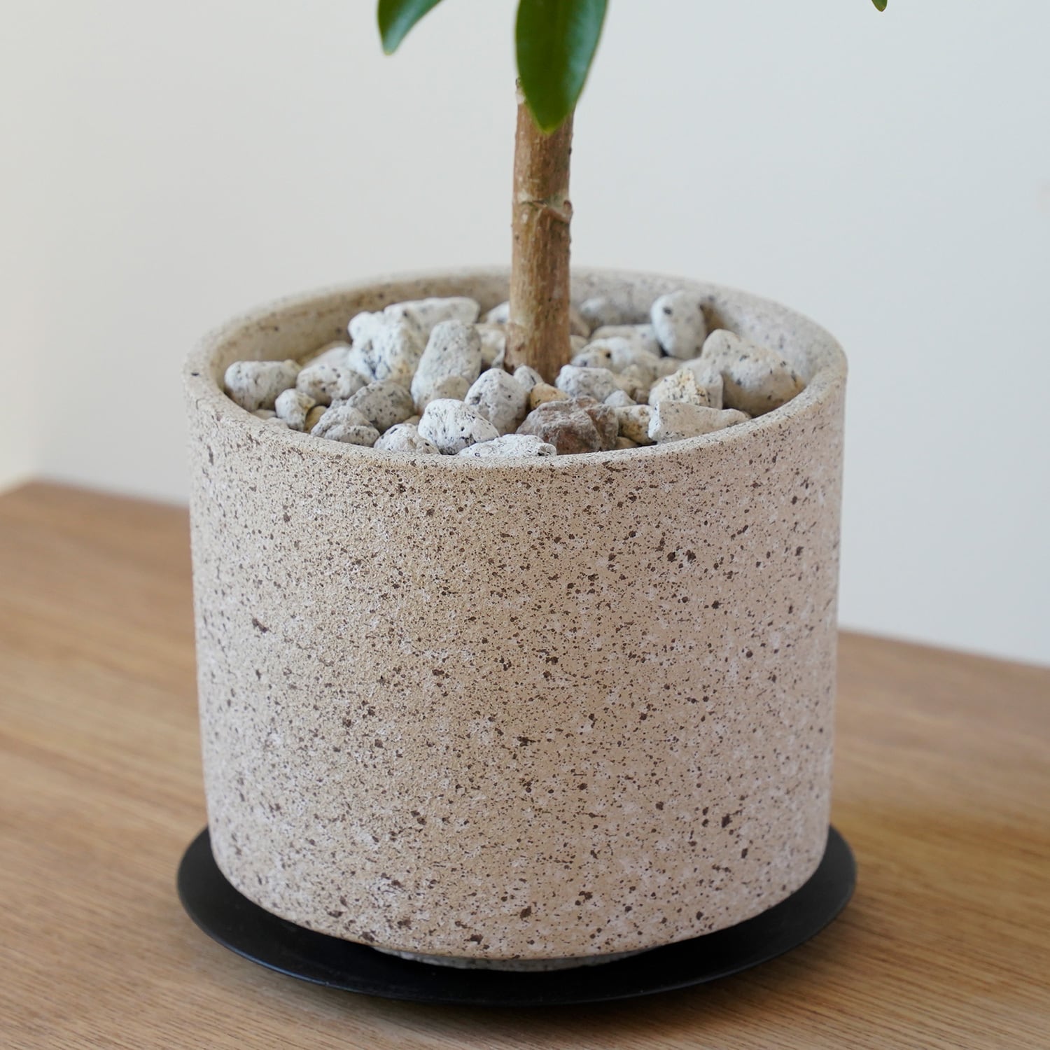 シェフレラ ホンコンコンパクタ | AYANAS（アヤナス）｜観葉植物の