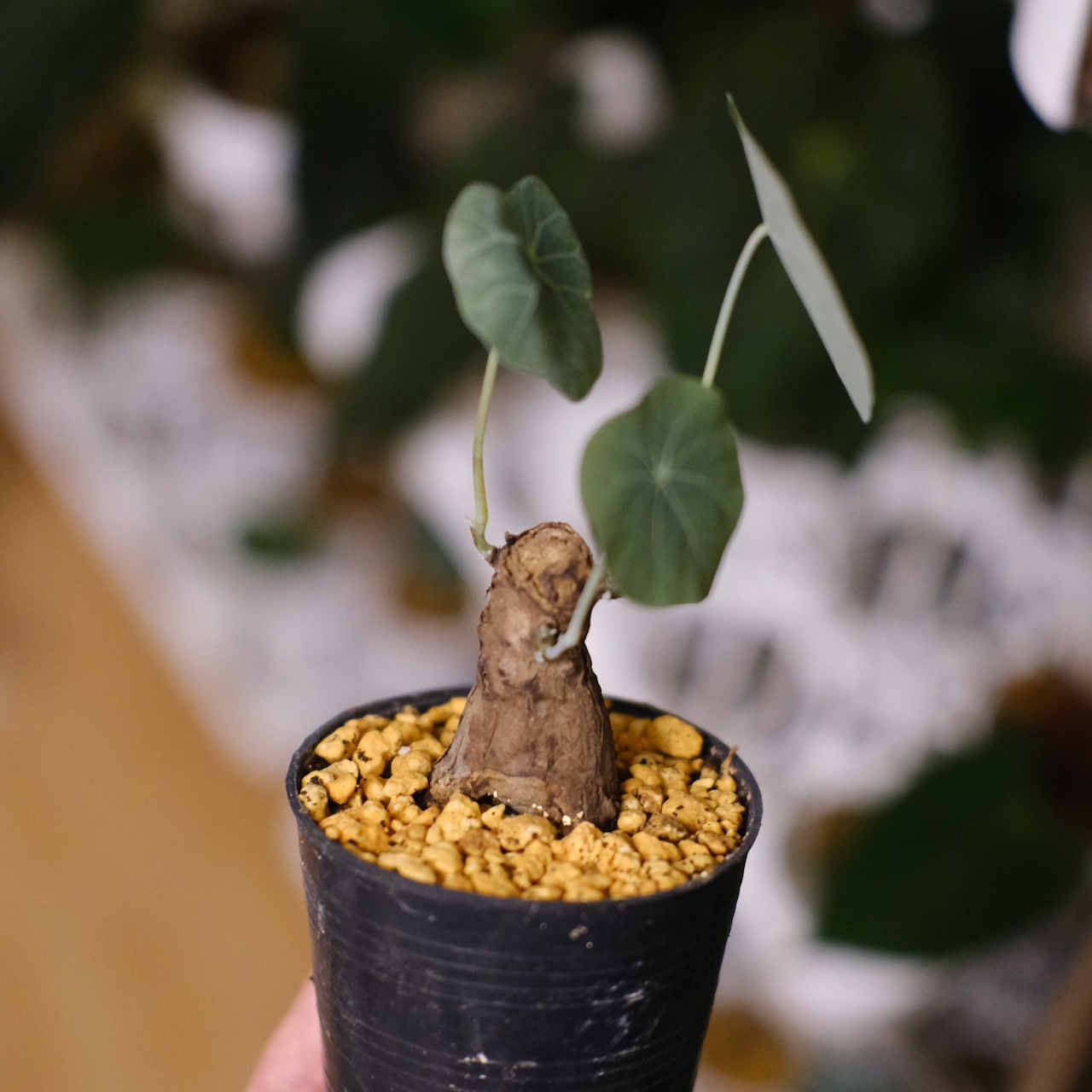 Stephania kaweesakii / ステファニア・カウィーサキ⑬ / 観葉植物<育て方・花言葉>