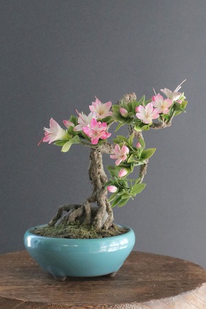 盆栽 サツキ Satsuki Bonsai #132