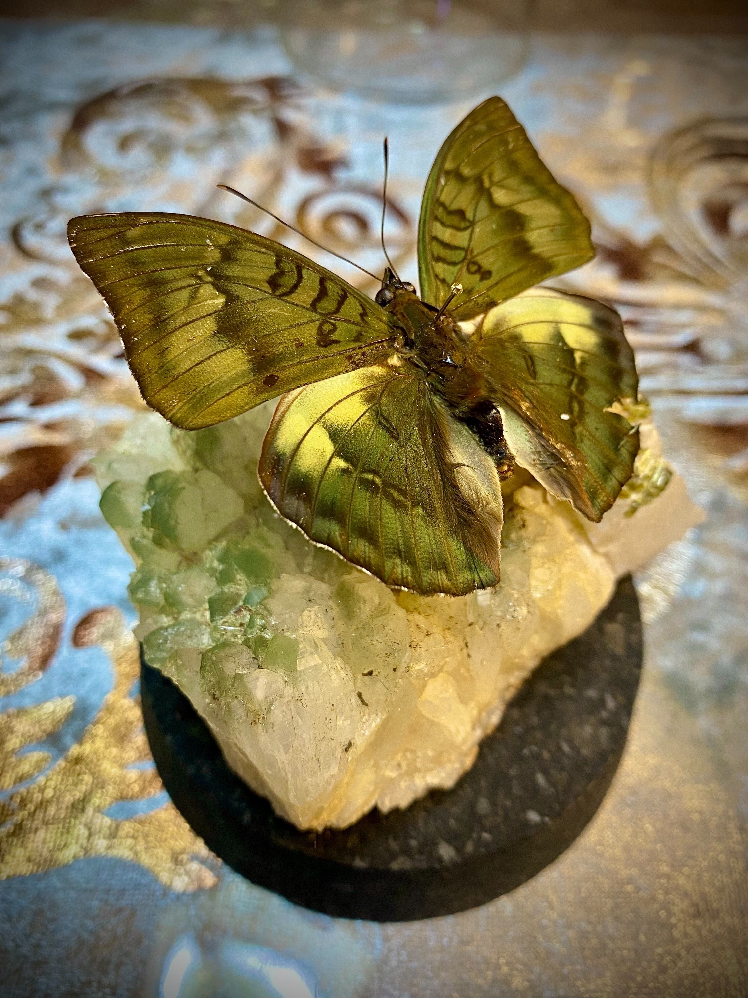 うつせみ標本屋