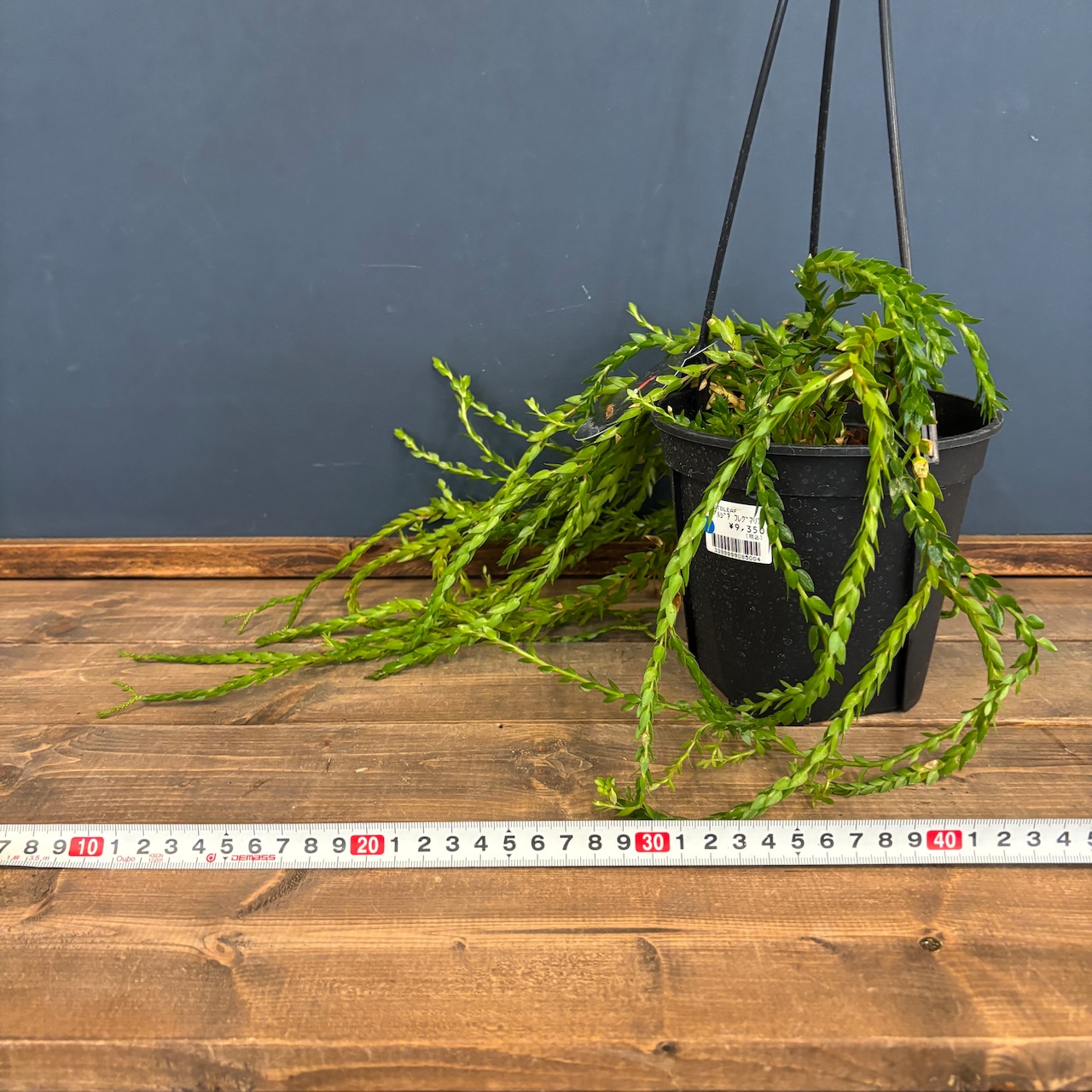 フペルジア スワンテール【810】