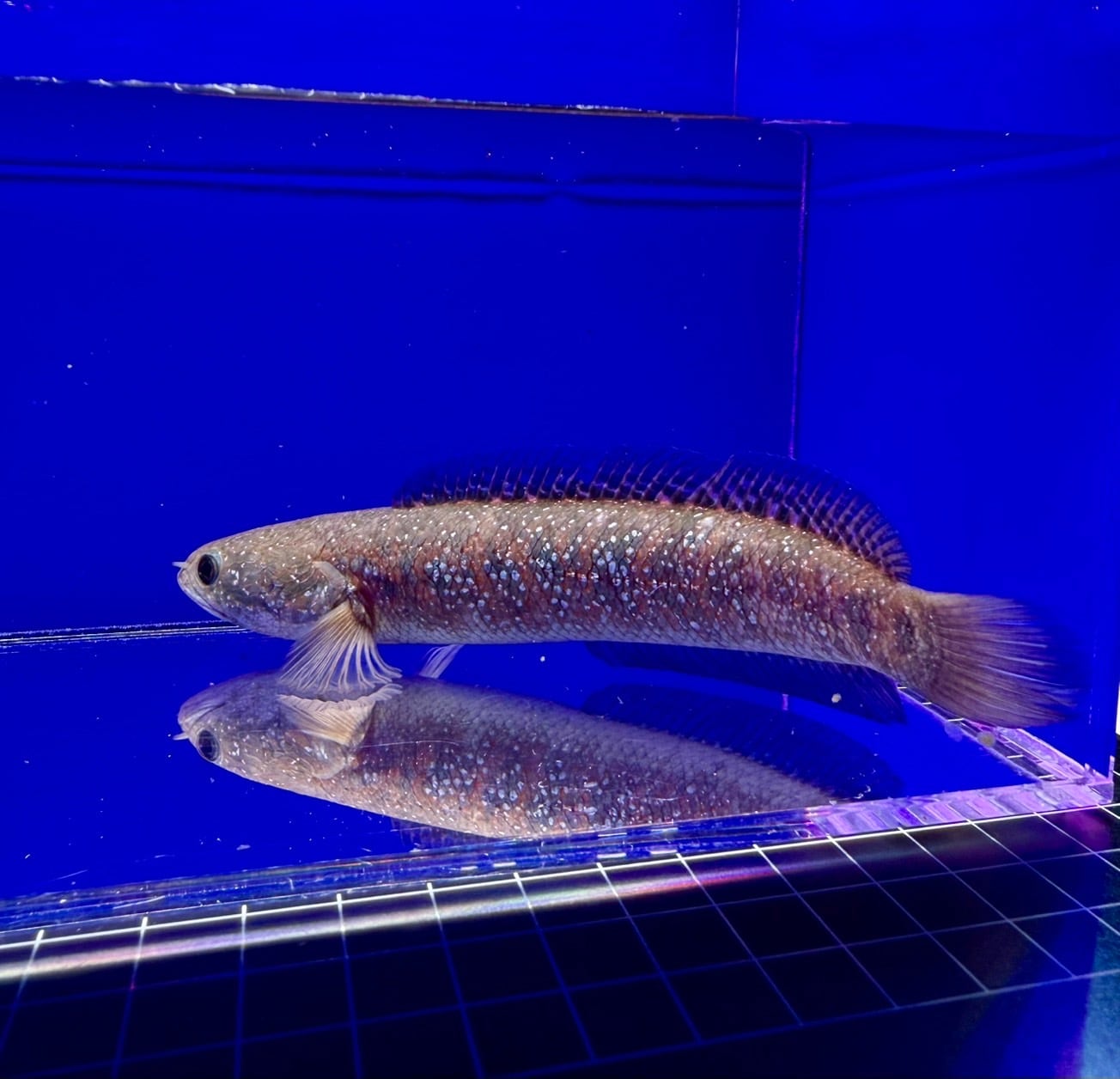 ROYAL ROYAL レッドギャラクシー水槽内丸ごと出品！将来有望の若個体