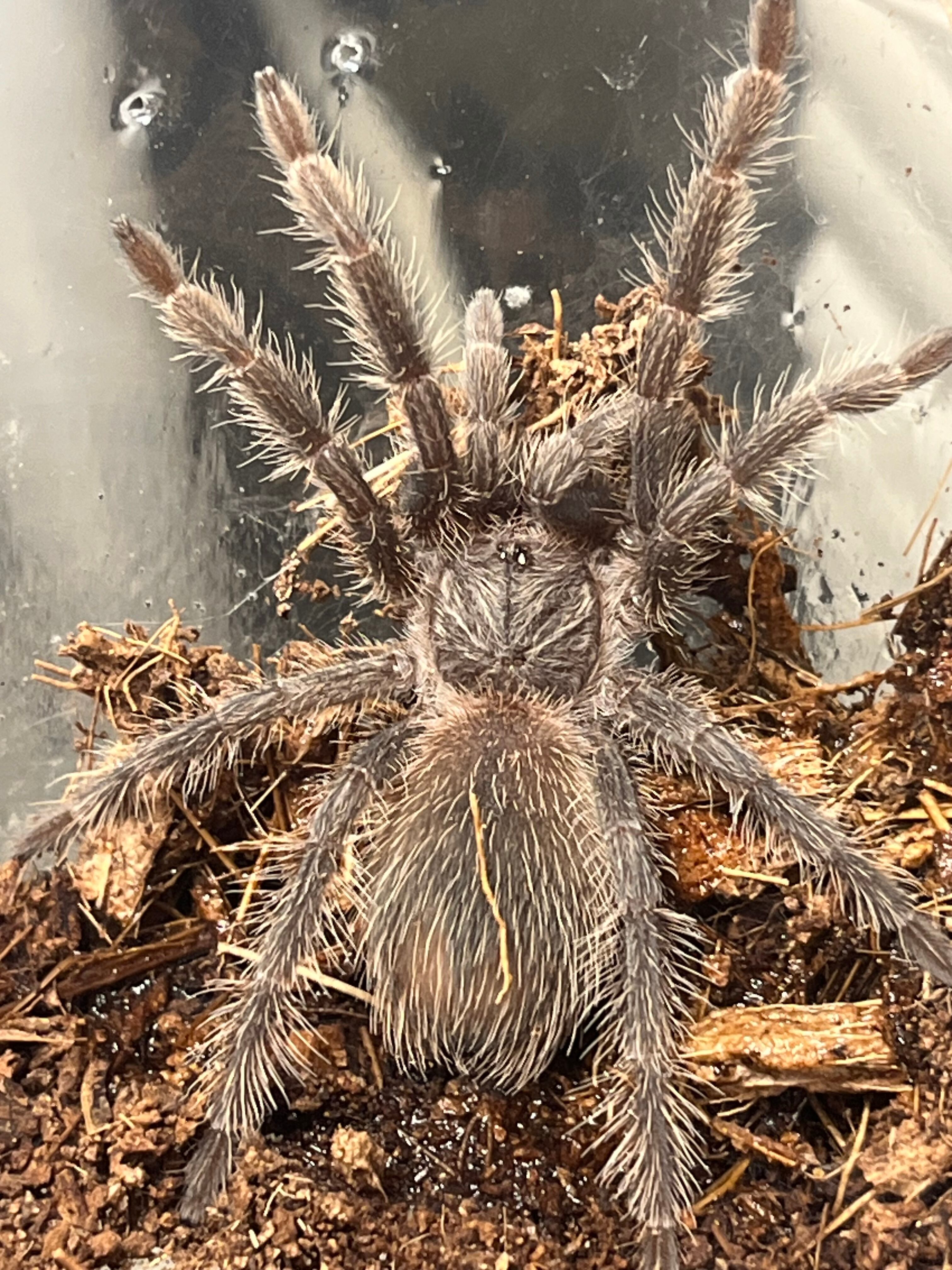 ♀確定】アマゾンジャイアントピンクトゥツリースパイダータランチュラ