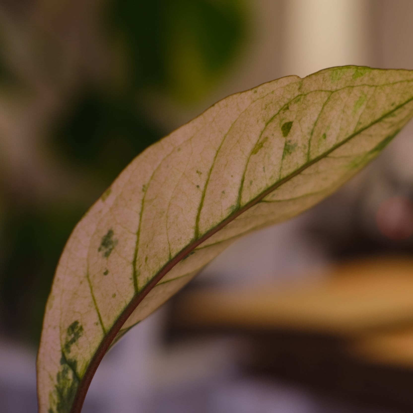Anthurium Hookeri 