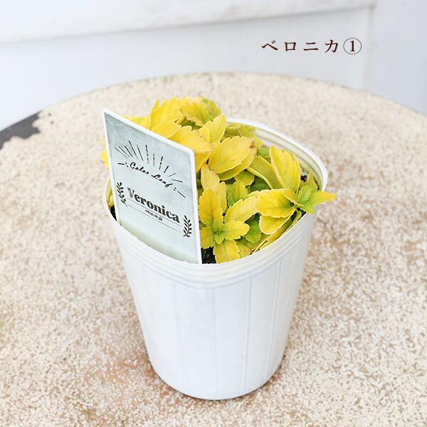 草花苗 カラーリーフ シリーズ アラビス プラチーナ カレックス