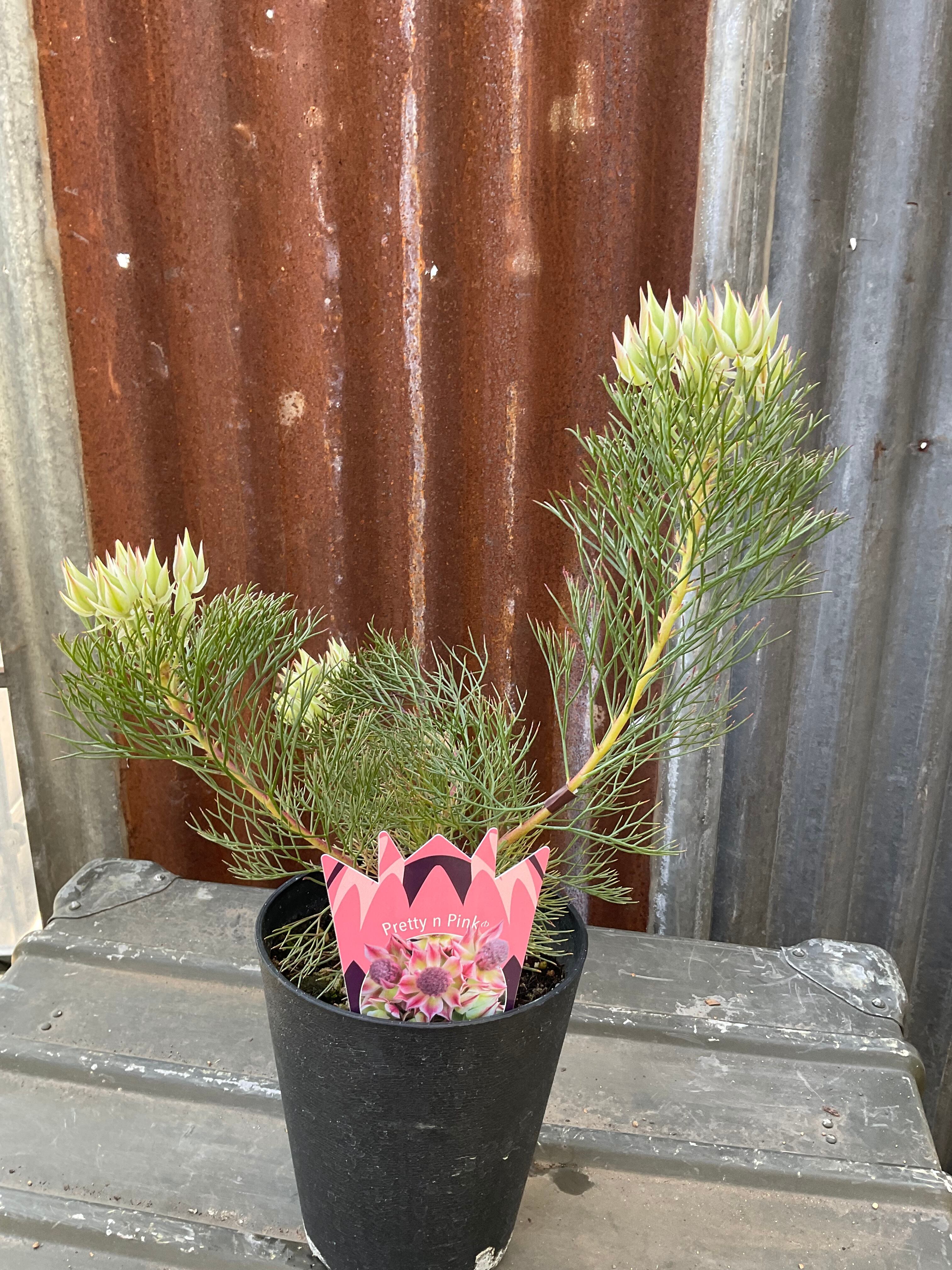 セルリア プリティピンク② | 沼ノ上農園