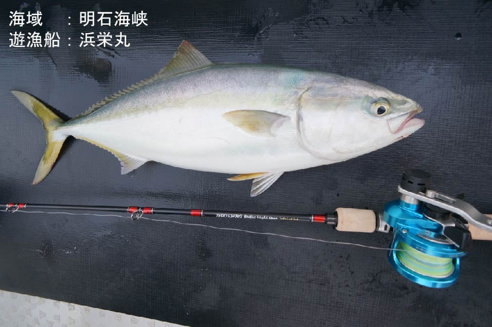 Outlet】ZEROSHIKI KINKAI Light Spec（ゼロシキ キンカイライト