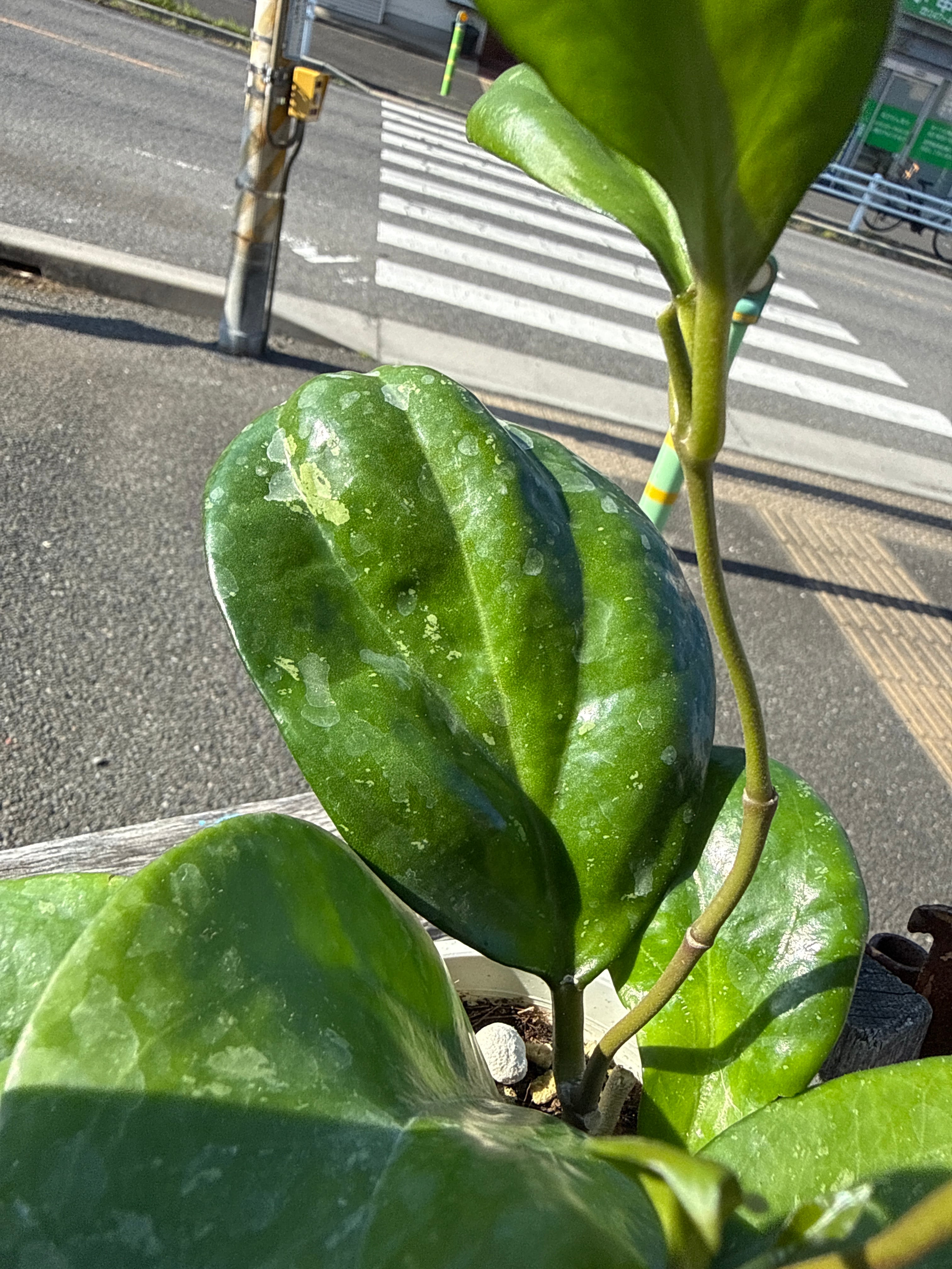 専用　Hoya ホヤ ホヤ AH-035 | MIDORIYA 観葉植物専門店