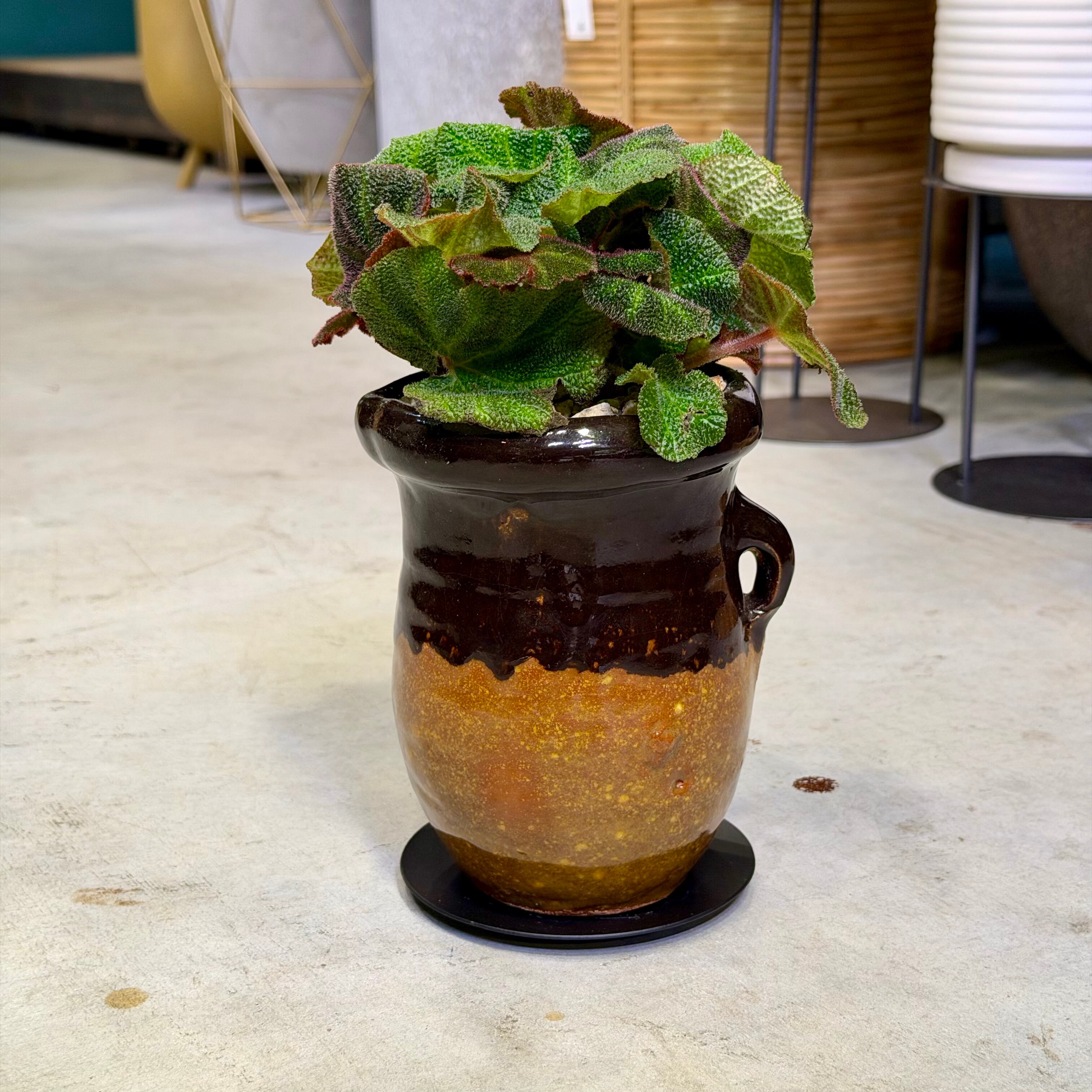 蘇轍・ソテツ | barrelplants_BONSAI