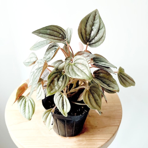 ペペロミア メンドーサ 観葉植物 calm cafe