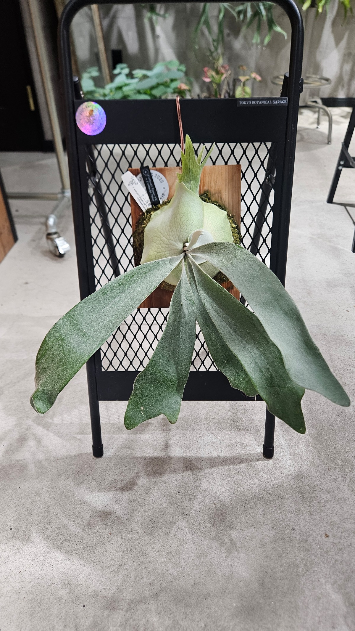 P.willinckii 