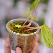 Peperomia argyreia variegated / 極斑入り スイカペペロニア⑦│観葉植物