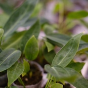 Anthurium Warocqueanum / アンスリウム ワロクアーナム【お得なまとめ売り】