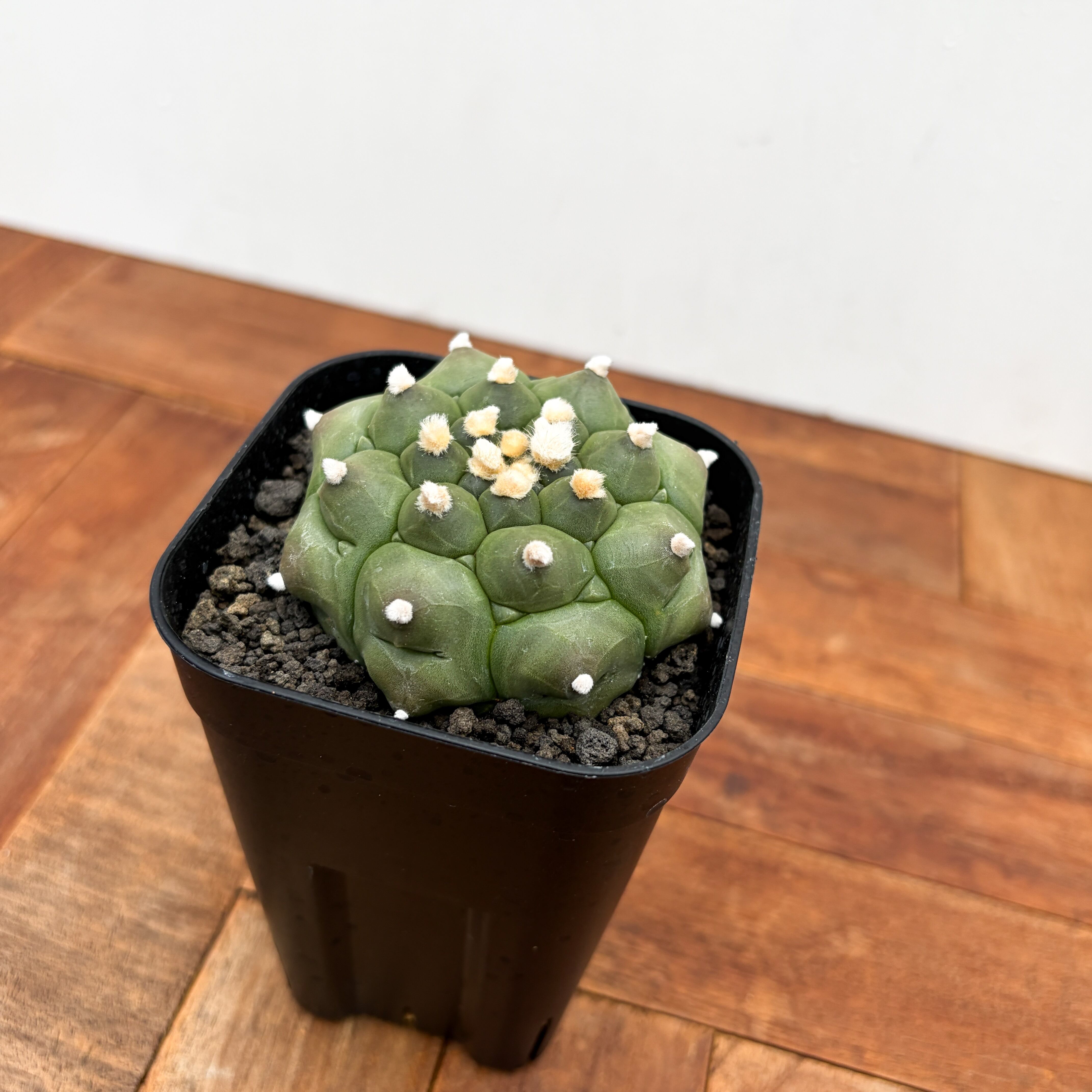 Astrophytum asterias f.nudum【アストロフィツム・亀甲瑠璃兜