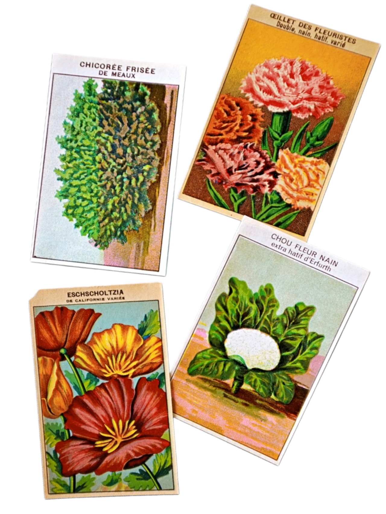 20s フランス 4set 膨満な花々と野菜たち 種子袋用ラベルd アンティーク
