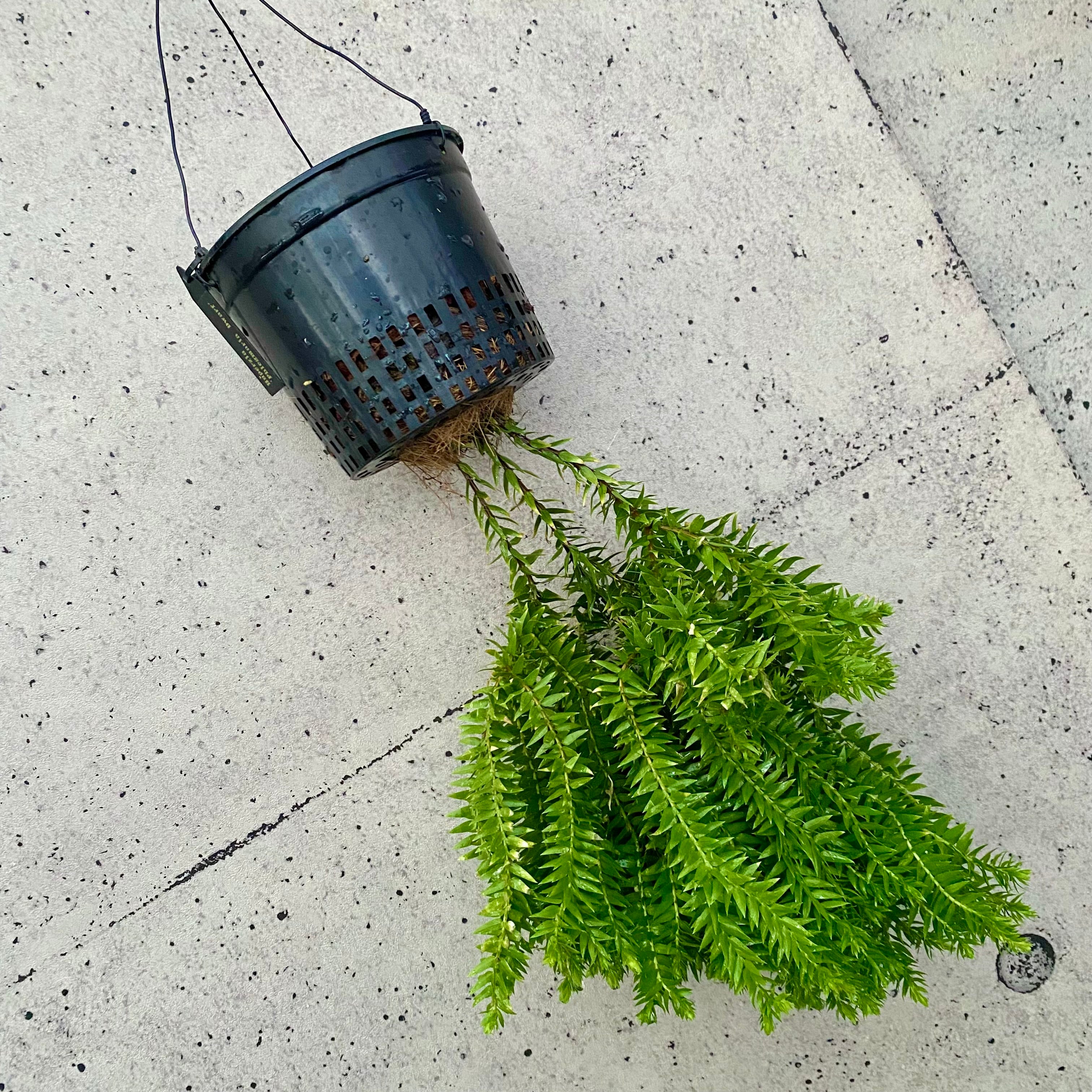シダ | Planet Plants プラネットプランツ