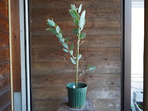 【現物】ユーカリ　”プレウロカルパ”　C