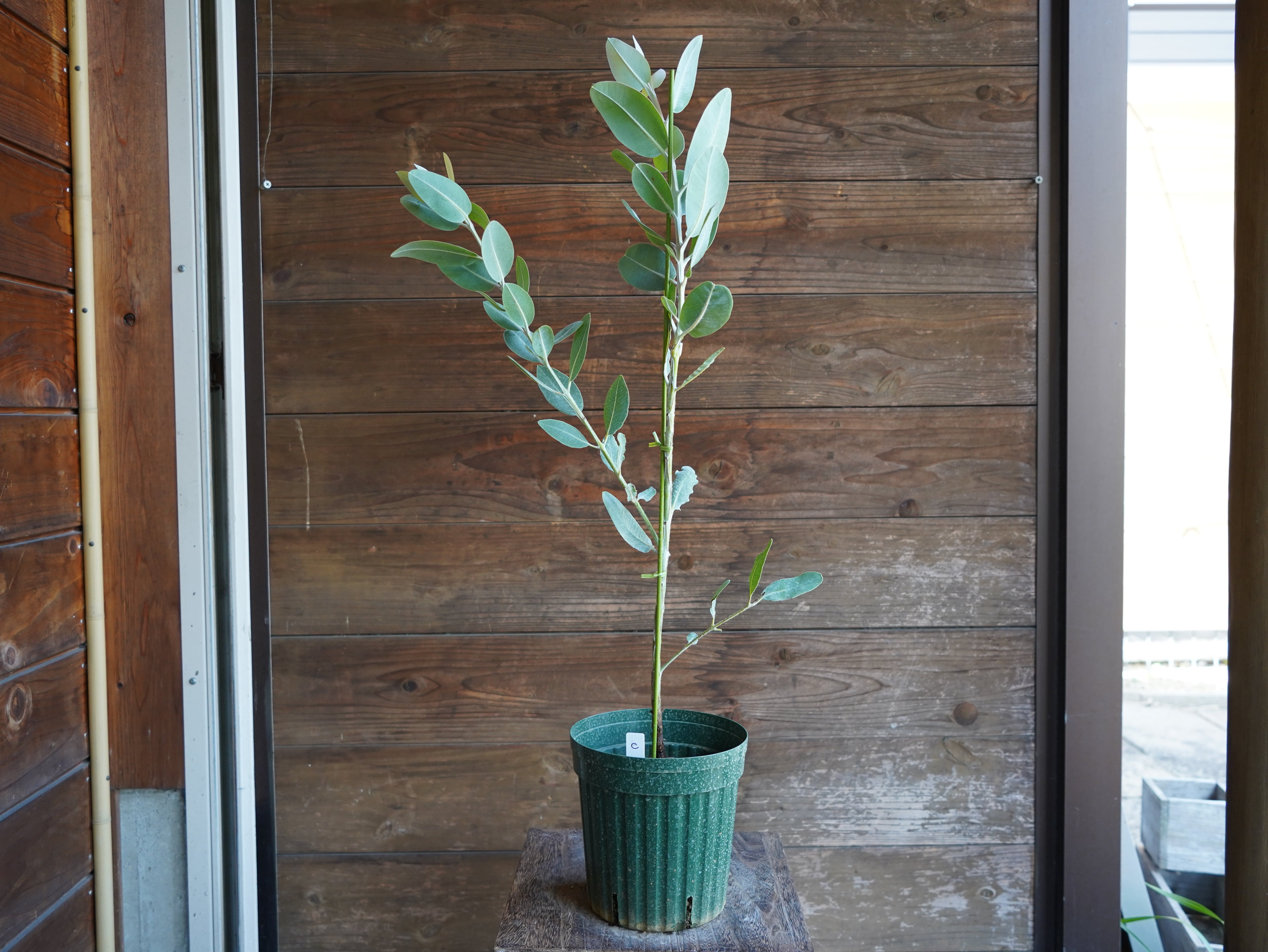 【現物】ユーカリ　”プレウロカルパ”　C