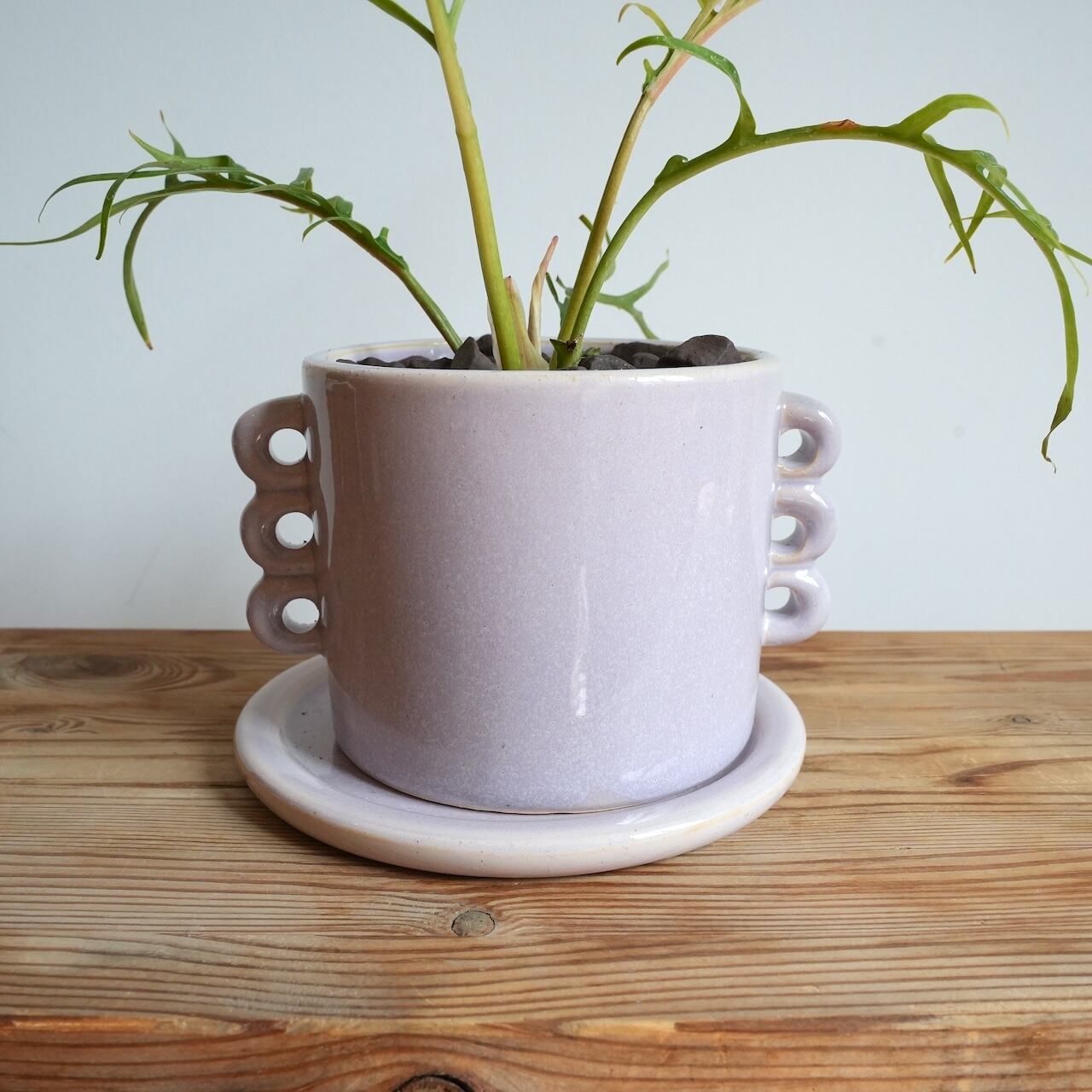 送料込み】観葉植物 フィロデンドロン トータム 4号サイズ 陶器鉢