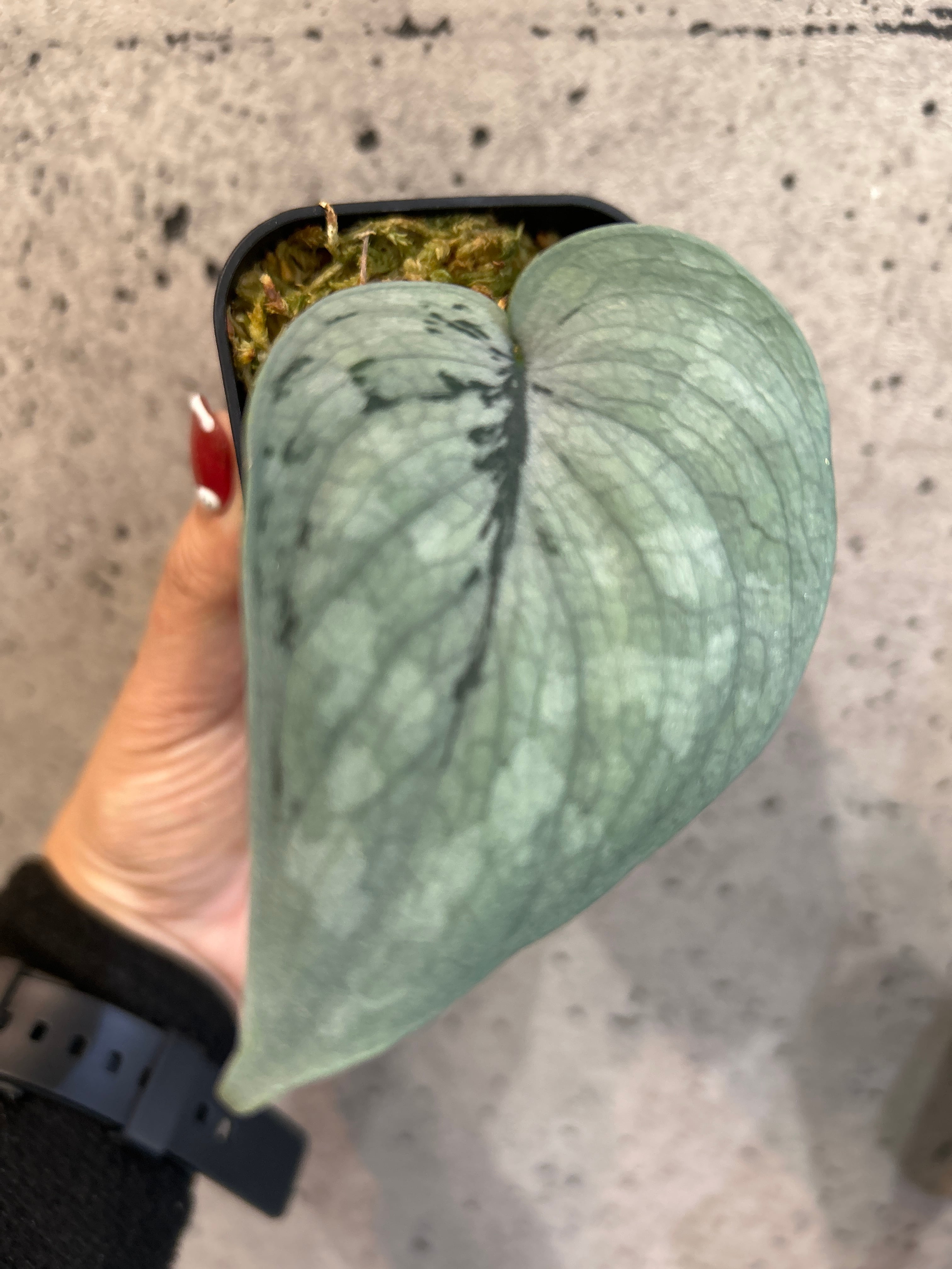 フィロデンドロン ギガンチウム ブリザード | MIDORIYA 観葉植物専門店