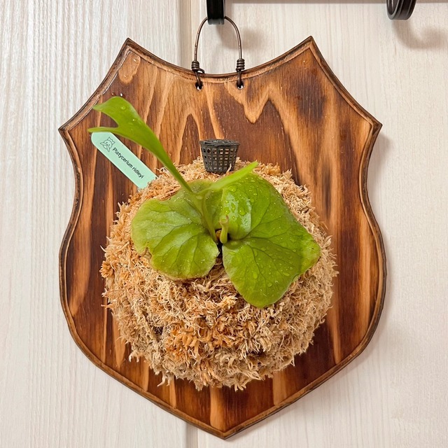 ビカクシダ リドレイ 板付 【観葉植物 室内 コウモリラン】