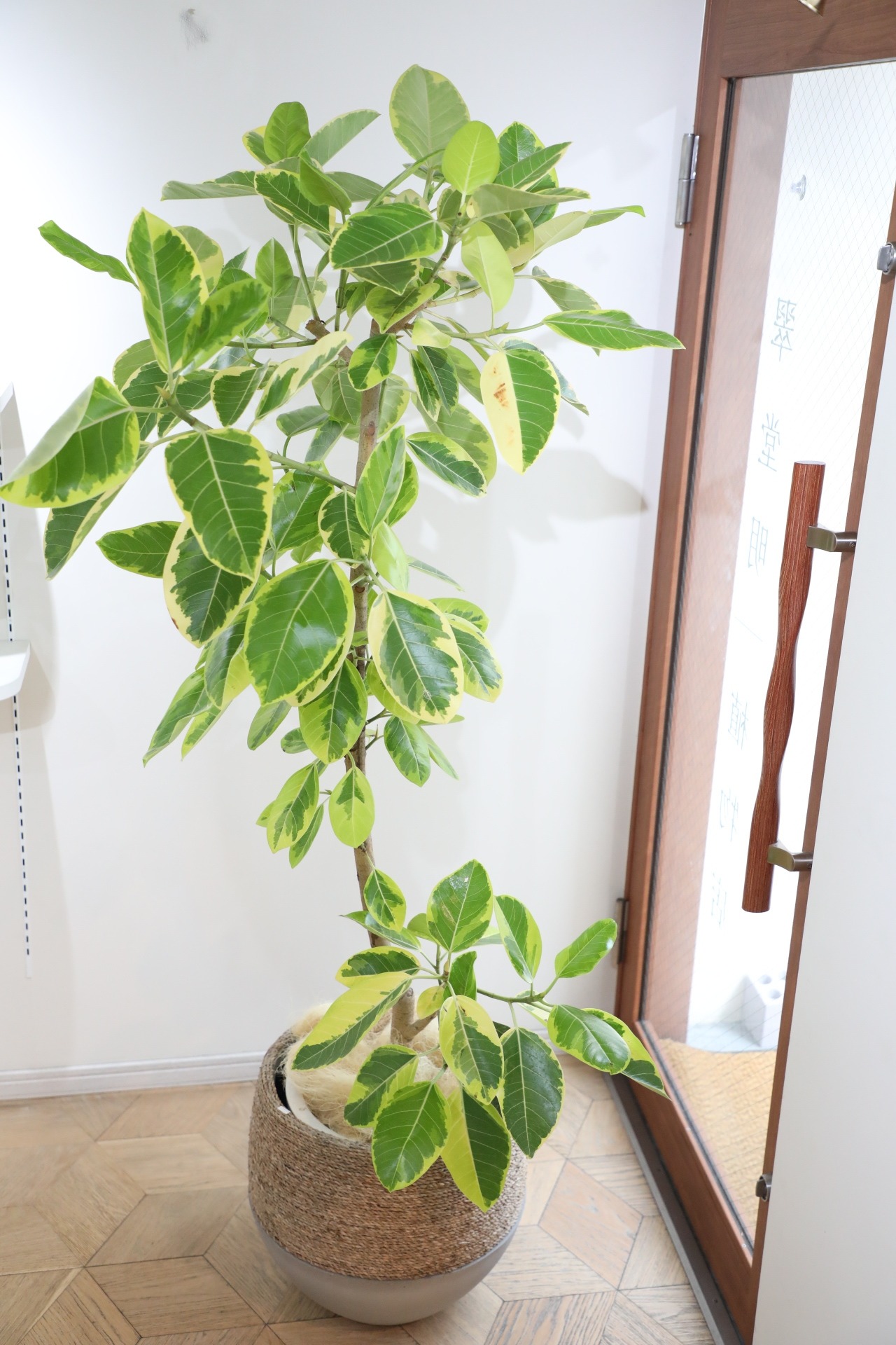 【L/177cm】フィカス アルテシマ/Ficus Altissima　※鉢カバー別