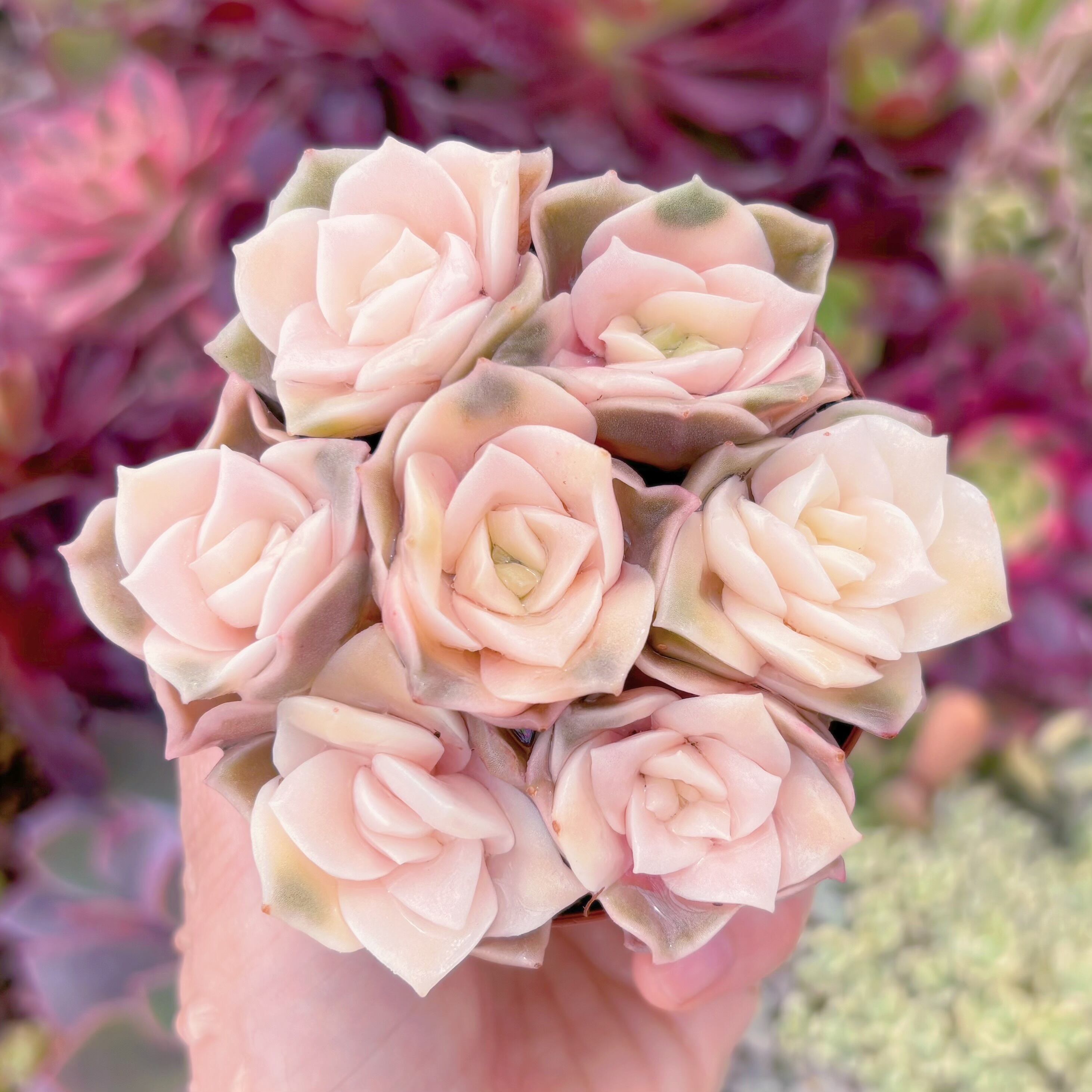 現品　ラブリーローズ錦#F047　るる農園