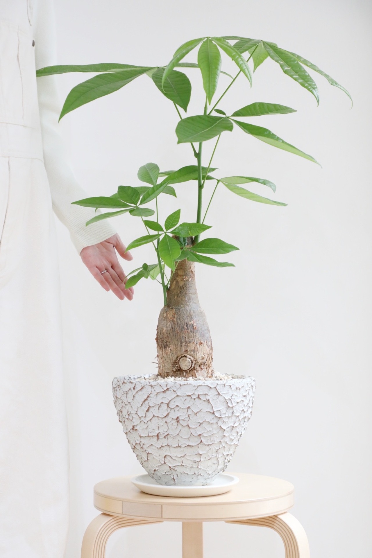 【L/80cm】パキラ /Pachira